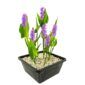 Roze Snoekkruid