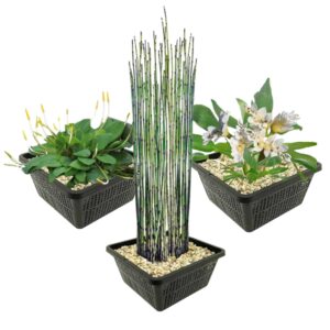 Plantas acuáticas especiales