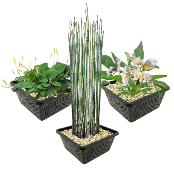 Bijzondere Waterplanten Plantas acuáticas especiales
