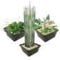 Bijzondere Waterplanten