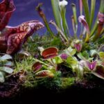 Swampworld - Plante carnivore - Terreau - 5 litres - 5