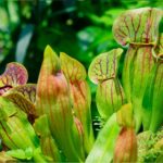 Venosa - Lot de 2 Sarracenia purpurea - Venosa-1