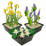 Set Witte Dwergwaterlelie