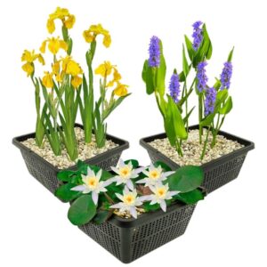 Set Witte Dwergwaterlelie