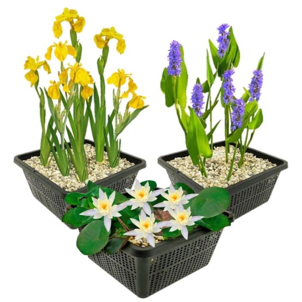 Set Witte Dwergwaterlelie Set Witte Dwergwaterlelie