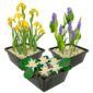 Set Witte Dwergwaterlelie
