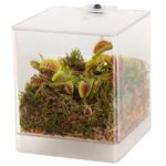 Vleesetende Plant Mini Terrarium
