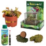 Vleesetende-Plant-Terrarium-Venus-vliegenval-5