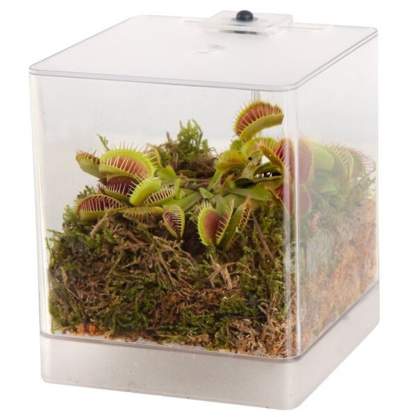 Vleesetende Plant Mini Terrarium Vleesetende Plant Mini Terrarium