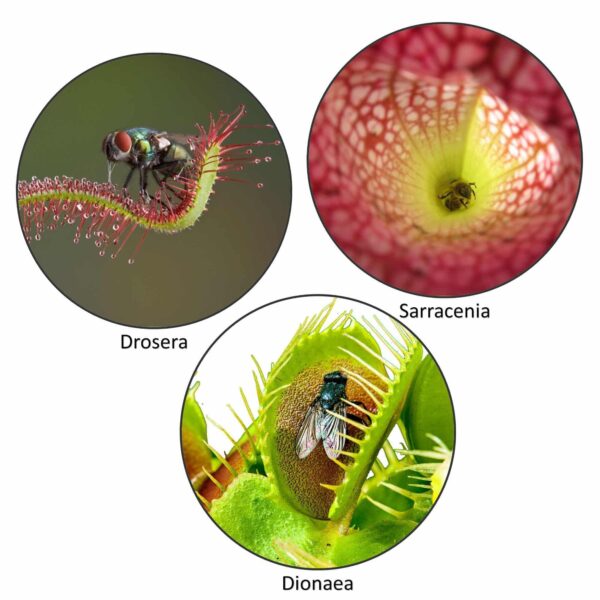1x solurt & 1x trompetblomst – potte Ø 9 cm