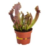 Kødædende planter – blandet sæt – 3 stk. – 5
