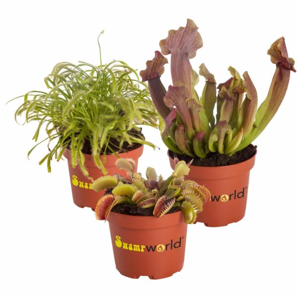 Vleesetende Planten 3 Vleeseters Kødædende planter 3 kødædere