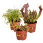 Vleesetende Planten 3 Vleeseters