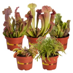 Vleesetende Planten 5 Vleeseters