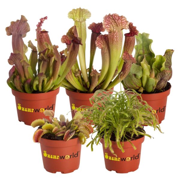 Vleesetende Planten 5 Vleeseters Plantas carnívoras: 5 especies carnívoras