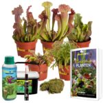 Terrarium Planten Set 5 Vleesetende planten