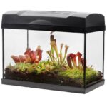 Carnivorous Plant Terrarium