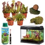 Carnivorous Plants Terrarium XL -5