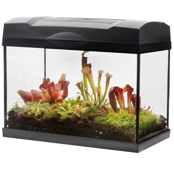 Vleesetende Planten Terrarium Carnivorous Plant Terrarium