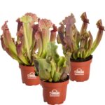 Plantes carnivores 3 Sarracenia
