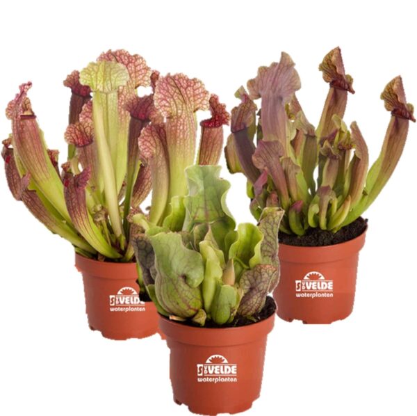 Vleesetende Planten 3 Sarracenia Plantes carnivores 3 Sarracenia