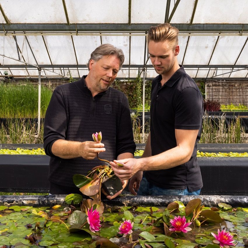 Waterlelie-Veld-30-lelies-Nymphaea-Drop-Grow-4
