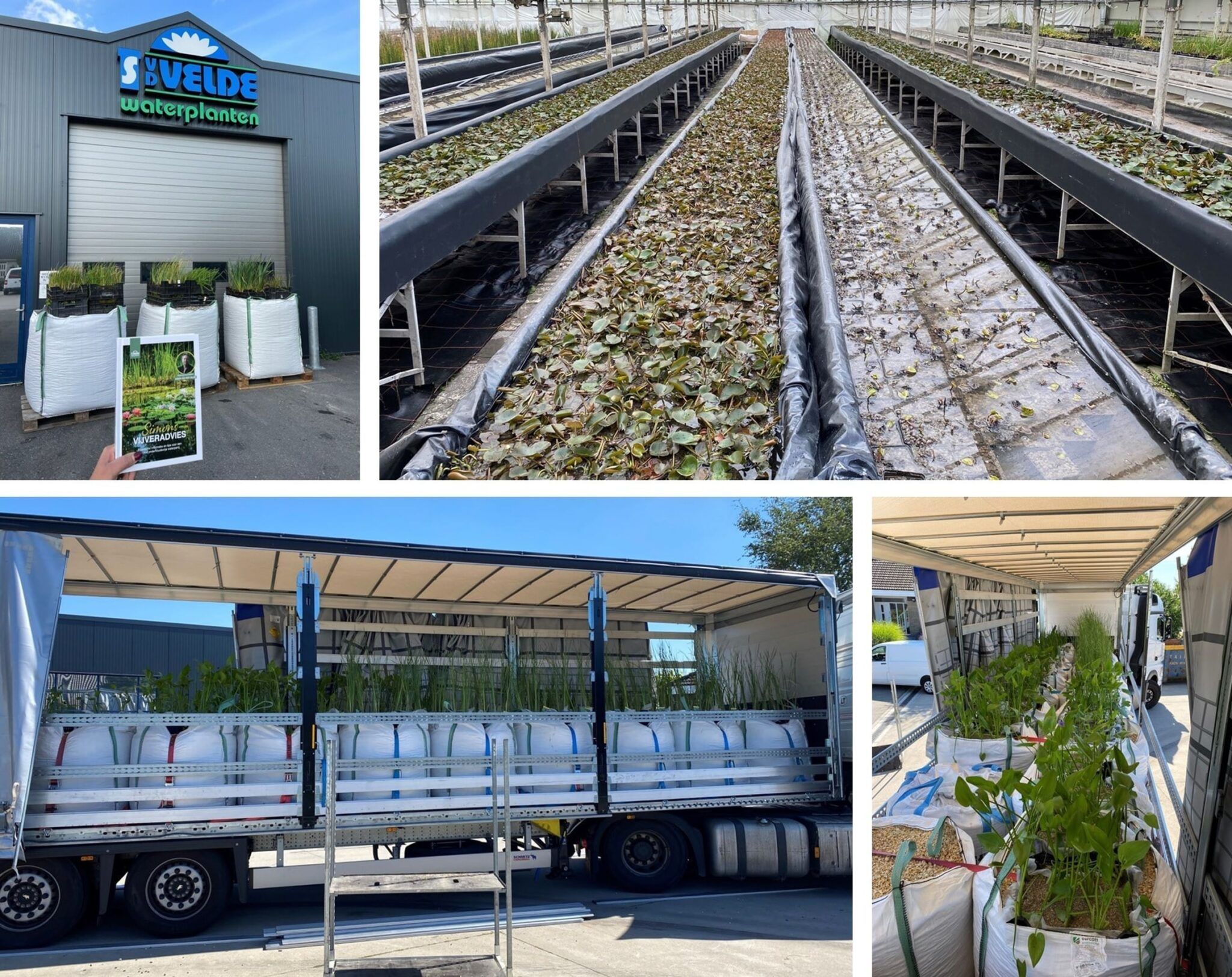 Waterlelie en waterplanten kwekerij vijverplanten
