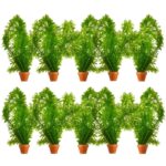 Waterpest 10 planten