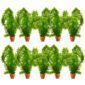 Waterpest 10 planten