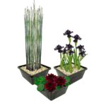 Set Zwarte Waterlelie