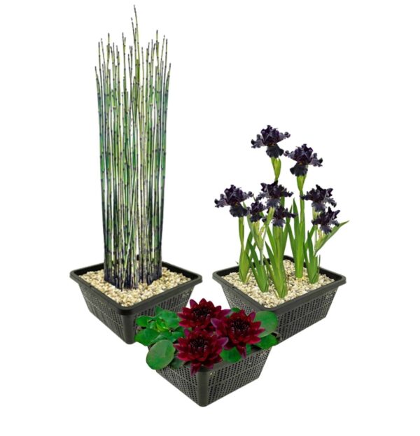 Set Zwarte Waterlelie Set Zwarte Waterlelie
