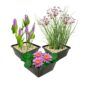Set Roze Waterlelie