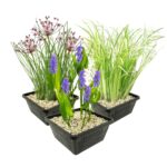 Set 3 Waterplanten