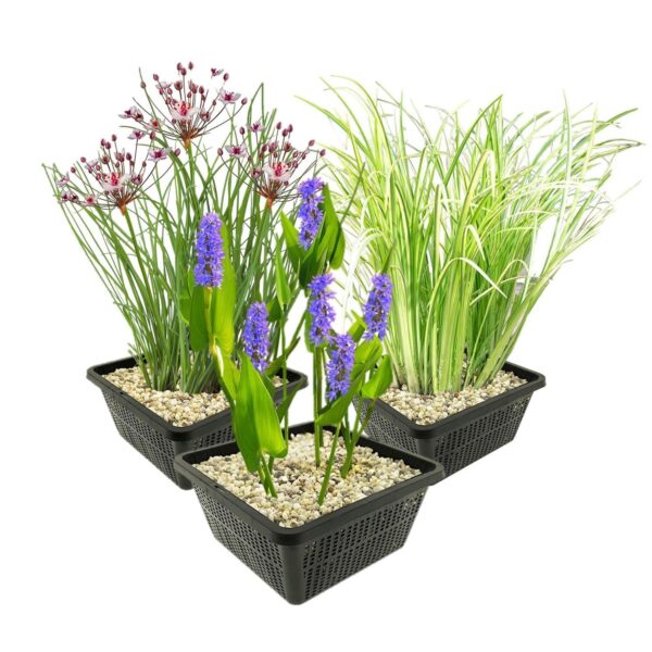 Set 3 Waterplanten Set 3 Waterplanten