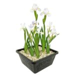 Witte Lis