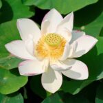 Witte-Lotus-2-stuks-Incl.-2-vijvermanden-O22-cm-1