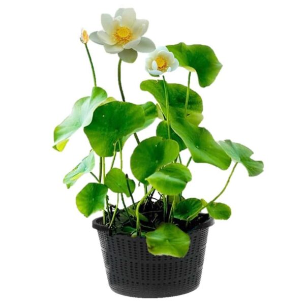 Witte Lotus Witte Lotus
