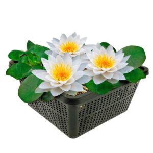 Witte Waterlelie