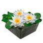 Witte Waterlelie
