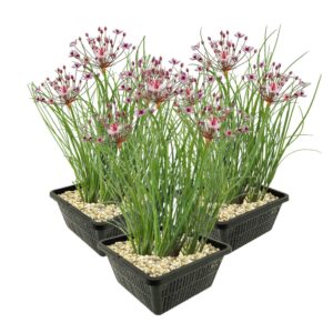Zwanenbloem 3 manden