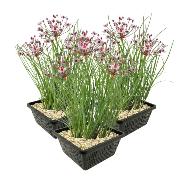 Zwanenbloem 3 manden Zwanenbloem 3 manden