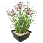 Zwanenbloem