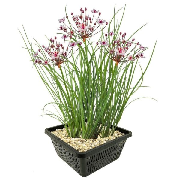 Zwanenbloem Zwanenbloem