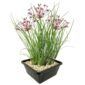 Zwanenbloem
