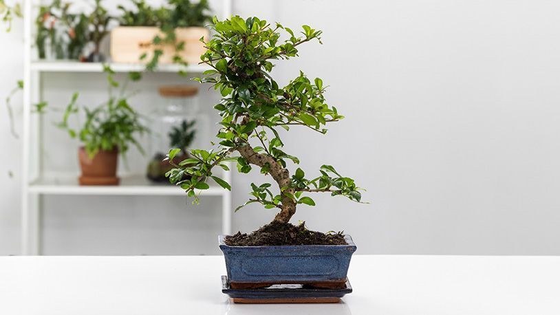 bonsaibomen Bonsai bomen