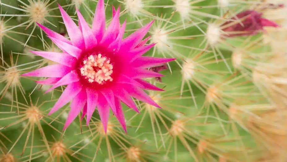 cactus-bloeien Wanneer bloeien cactussen?