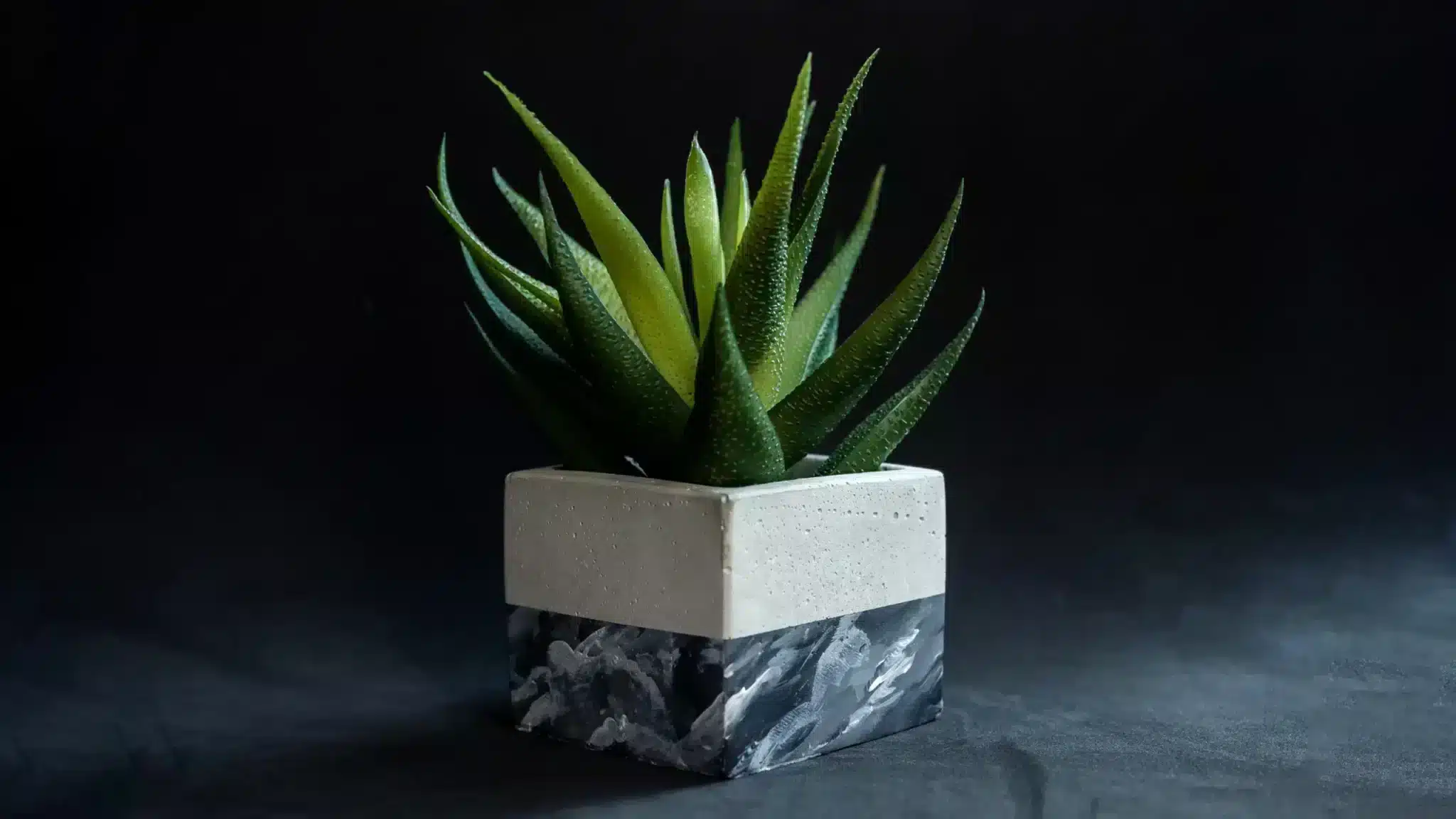 cactus-niet-te-donker-scaled Cactussen verzorgen