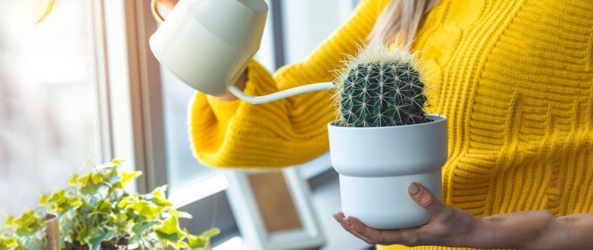 cactus-verzorgen Cactussen verzorgen