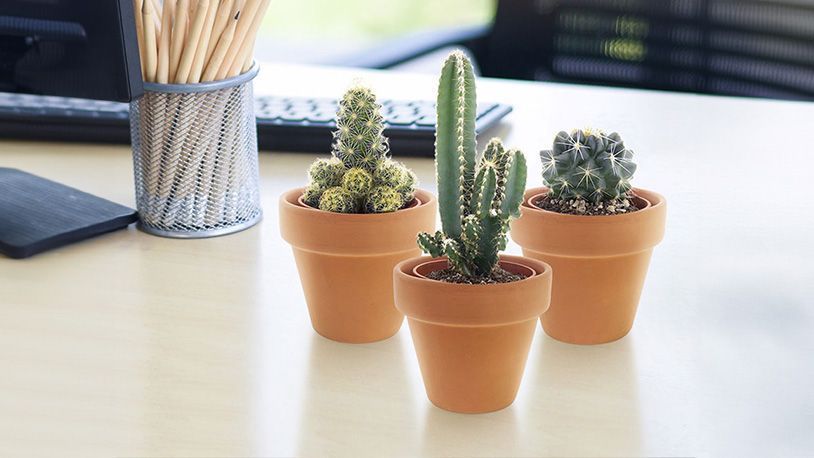cactussen Cactussen