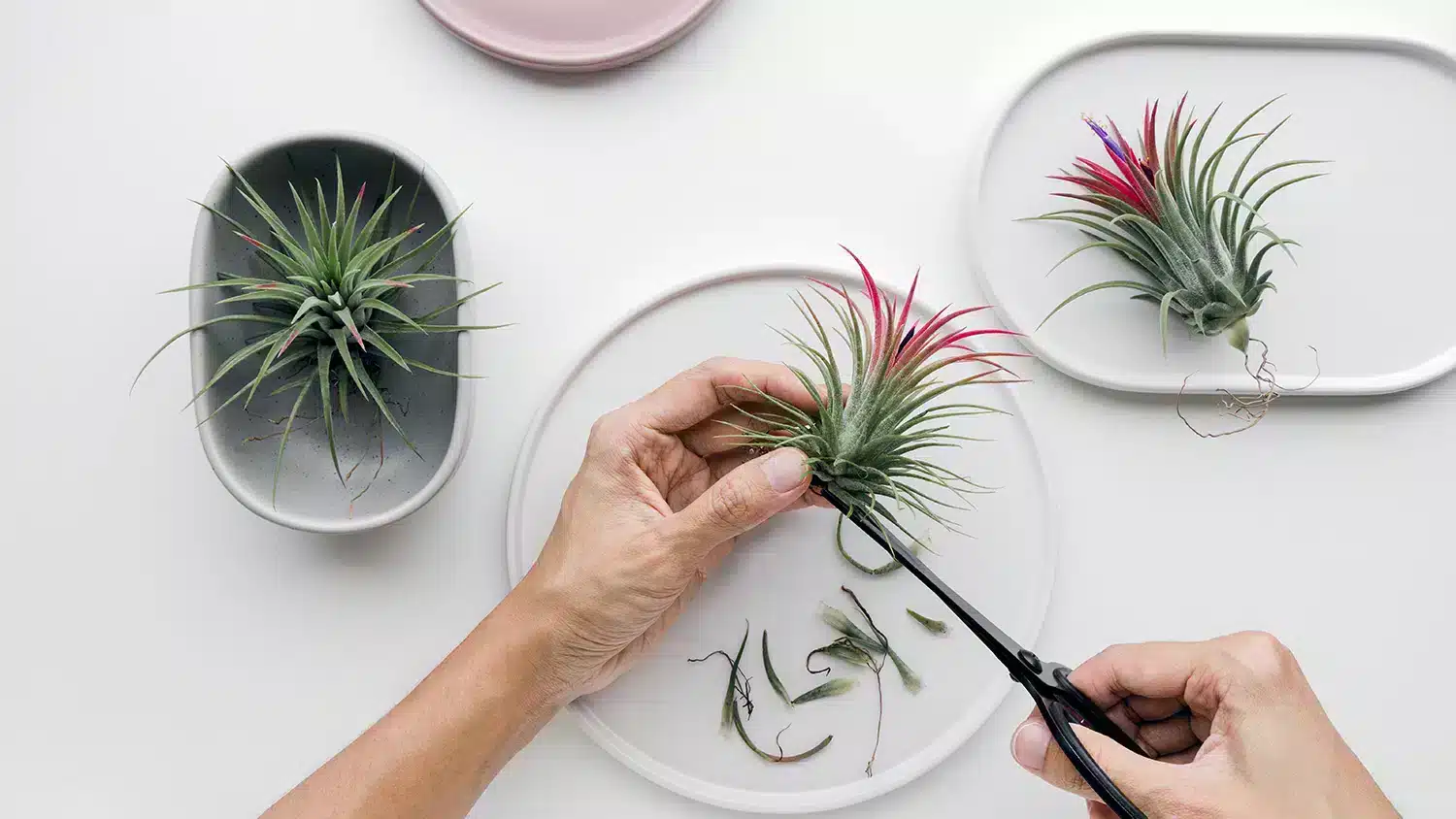tillandsia-snoeien Potatura delle piante aeree